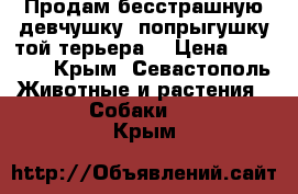 Продам бесстрашную девчушку- попрыгушку той терьера  › Цена ­ 15 000 - Крым, Севастополь Животные и растения » Собаки   . Крым